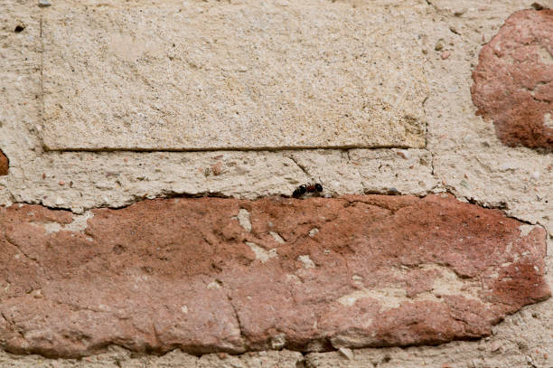 large ant next to a spider web on the wall, dilapidated, old, destroyed and scratched