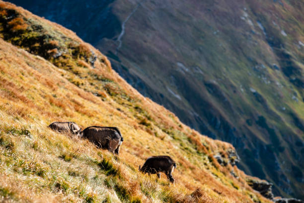 istock wild goats resting and feeding in mountain pastures 1147383253