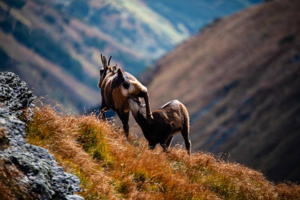 wild goats resting and feeding in mountain pastures. slovakia Tatra mountains