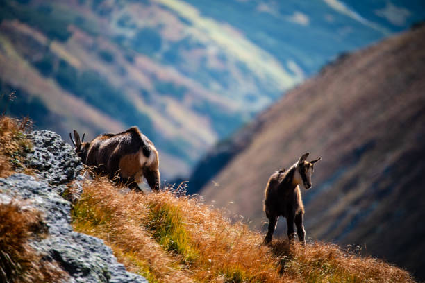 istock wild goats resting and feeding in mountain pastures 1147383267