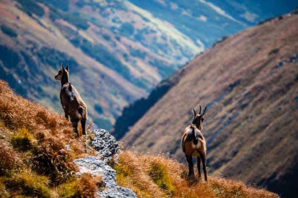 wild goats resting and feeding in mountain pastures. slovakia Tatra mountains