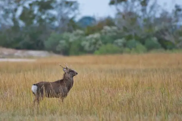 Photo of Sika Elk in Chincoteague National Wildlife Refuge