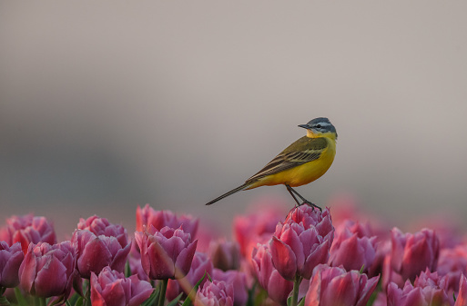 Springtime in the Netherlands that means tulips in the landscape. The yellow wagtail is one of the birds that likes to sit on top of them.
