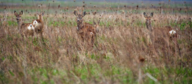 istock Roe buck and deer family 1147384726