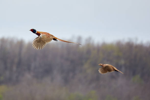 istock Pheasant male and female in flight 1147384750