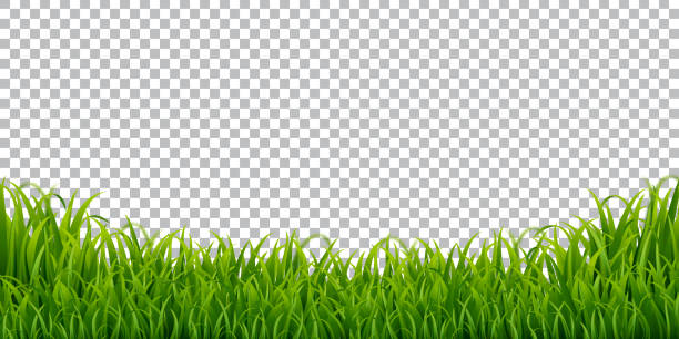 zielona trawa border isolated przezroczyste tło, ilustracja wektorowa - lace frame stock illustrations