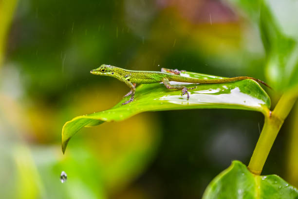 Lizard on leaf - Close up to beautiful animal on grean leaf