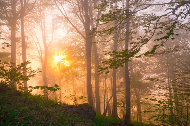 Beautiful amazing sunset in summer mountains. Northern country Russia Caucasus wilderness. Inspiring view panorama. Fairy misty in green forest. Nature cloudscape.