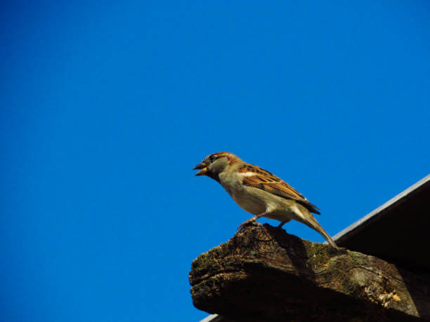 istock sparrow chirping, perched on a roof rafter 1147389070