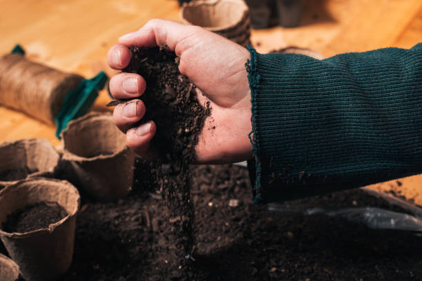 istock Gardener handful of soil preparing pots 1147389685
