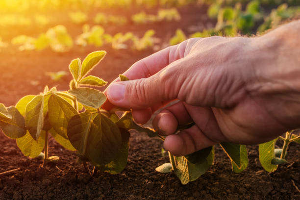 istock Farmer examining young green soybean crop plant 1147389848