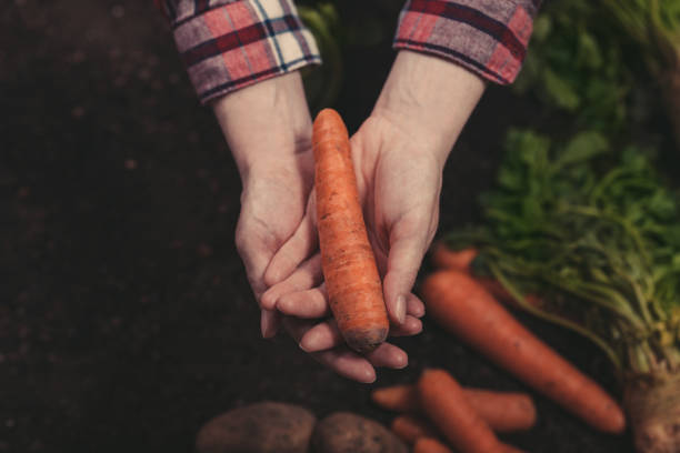 Female farmer holding harvested carrot in hands, close up
