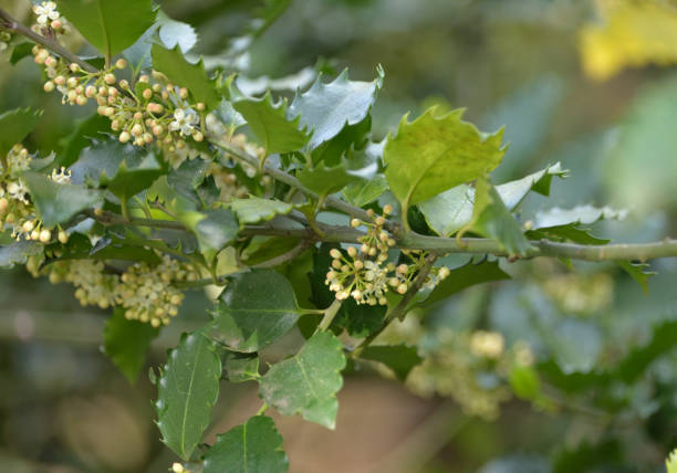 istock Holly (Ilex Aquifolium) Ever Green Plant Blooms. 1147390428