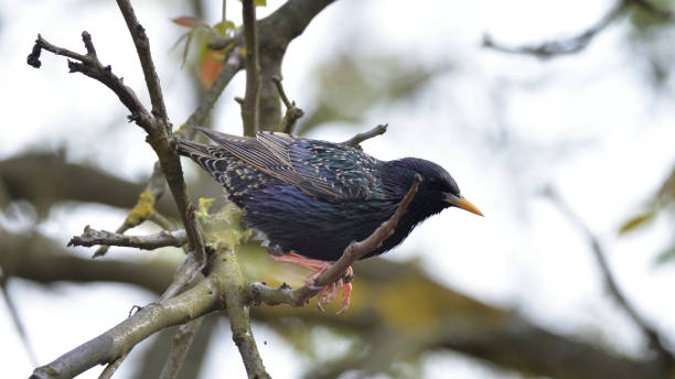 istock Starling (Sturnus Wulgaris) at the Branch. 1147390570