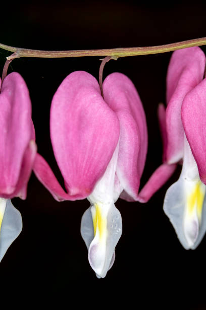 istock Bleeding Heart Pink Flower Close Up Macro 1147390602