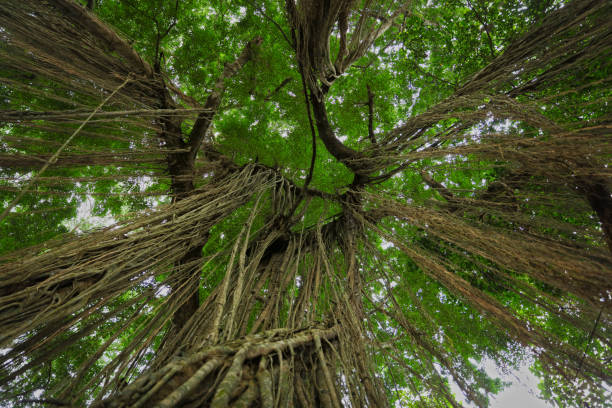 Tropical jungle Banyan tree, bright nature background. Ubud, Monkey forest, Bali , Indonesia