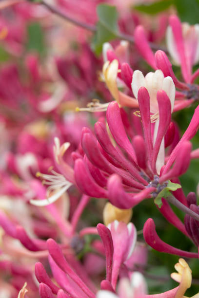 hübsche honeysuckle-blume in einem garten - honeysuckle pink stock-fotos und bilder