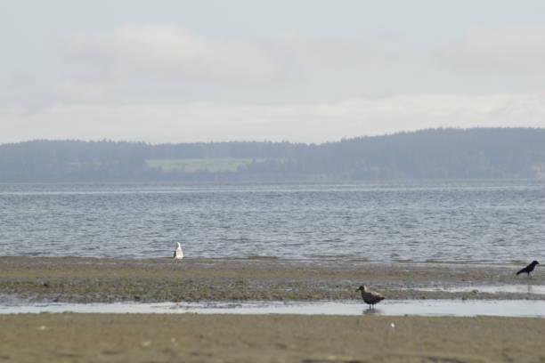 istock Beachfront With Seagull At Tolmie State Park 1147391508