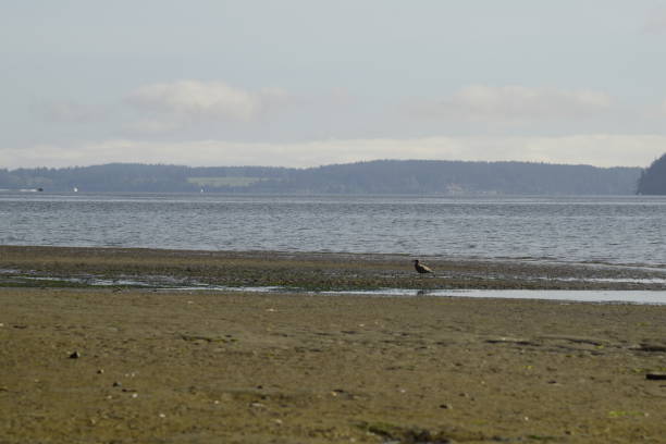 istock Beachfront With Seagull At Tolmie State Park 1147391513