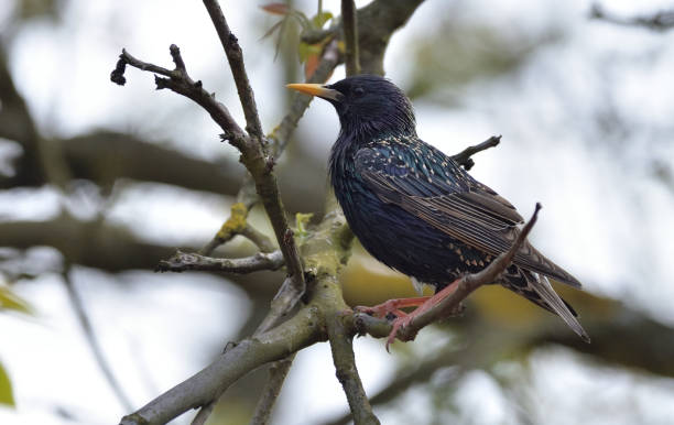 istock Starling (Sturnus Wulgaris) at the Branch. 1147391525