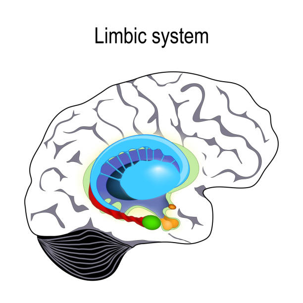 limbic system. Cross section of the human brain limbic system. Cross section of the human brain. Anatomical components of limbic system: Mammillary body, basal ganglia, pituitary gland, amygdala, hippocampus, thalamus, cingulate gyrus, corpus callosum, hypothalamus). Vector illustration for medical, biological, science and educational use thalamus illustrations stock illustrations