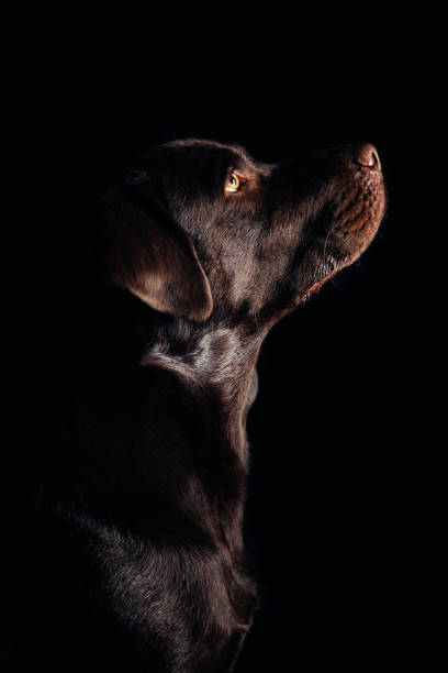 istock Beautiful profile of dog 1147392936