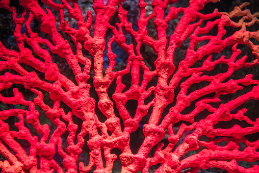Detail of Red Coral