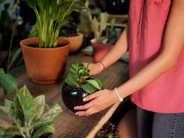 istock Picking up a beautiful plant with a round pot 1147393257