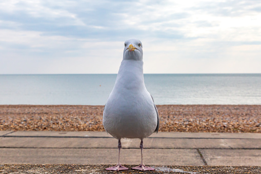 A seagull standing on a wall with the beach and sea behind, at Seaford in Sussex