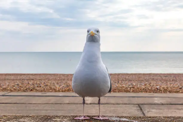 Photo of A Seagull