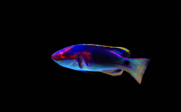 절묘 한 요정 라바 세 (exquisitus) - angelfish fish pets sea life 뉴스 사진 이미지