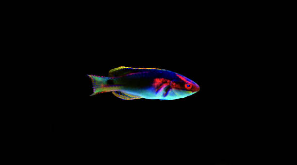 istock Exquisite Fairy Wrasse - (Cirrhilabrus exquisitus) 1147394875