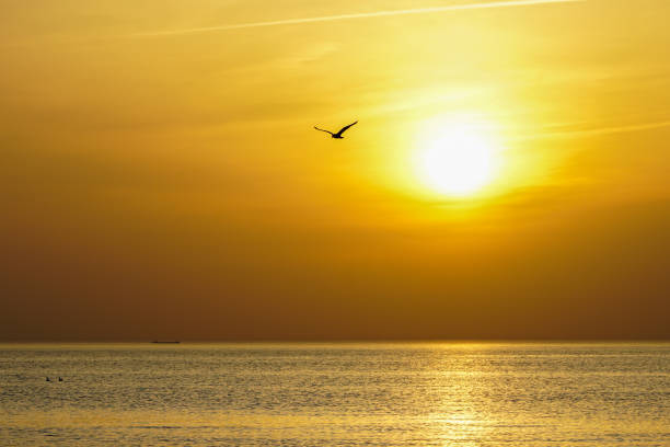 istock Silhouette of flying bird on sea sunset 1147395709