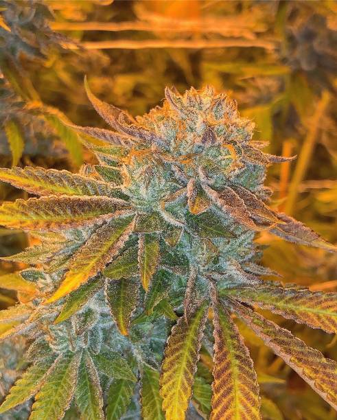 istock Top shelf and exotic cannabis 1147395961