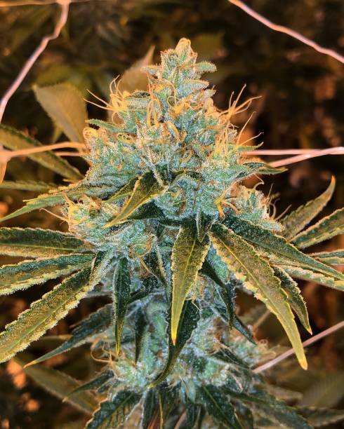 istock Top shelf and exotic cannabis 1147396017