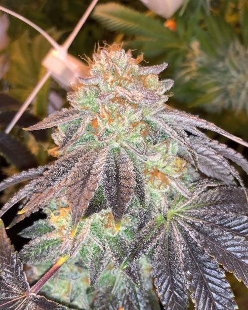 istock Top shelf and exotic cannabis 1147396071
