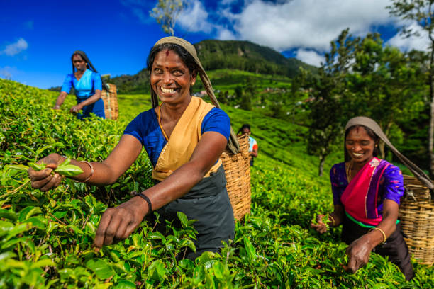 tamilische frauen, die teeblätter auf plantage, ceylon, zupfen - nuwara eliya stock-fotos und bilder