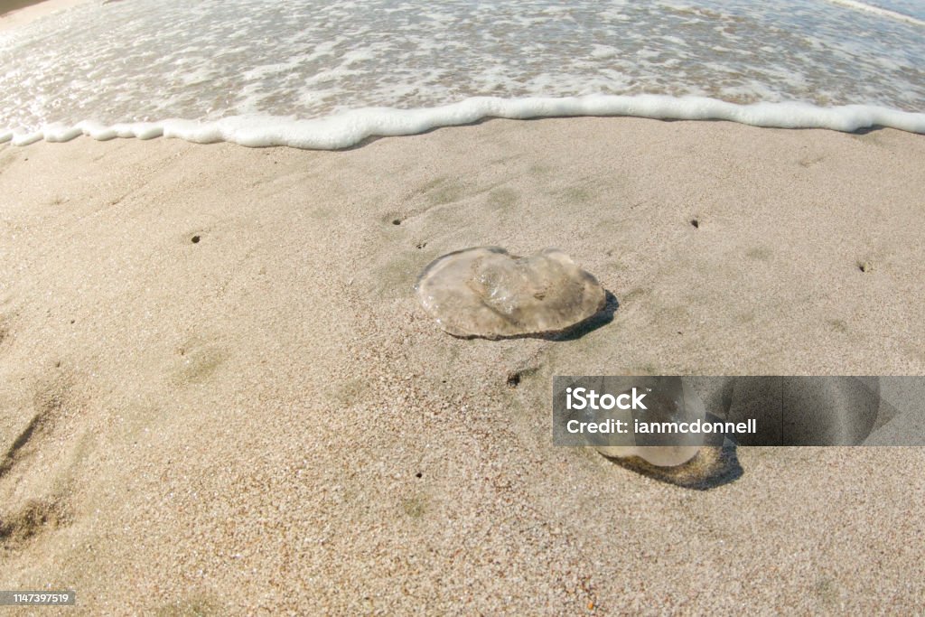 Jellyfish Jellyfish on a tropical Beach in Costa Rica Beach Stock Photo