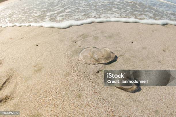 Jellyfish Stock Photo - Download Image Now - Beach, Jellyfish, Tropical Climate