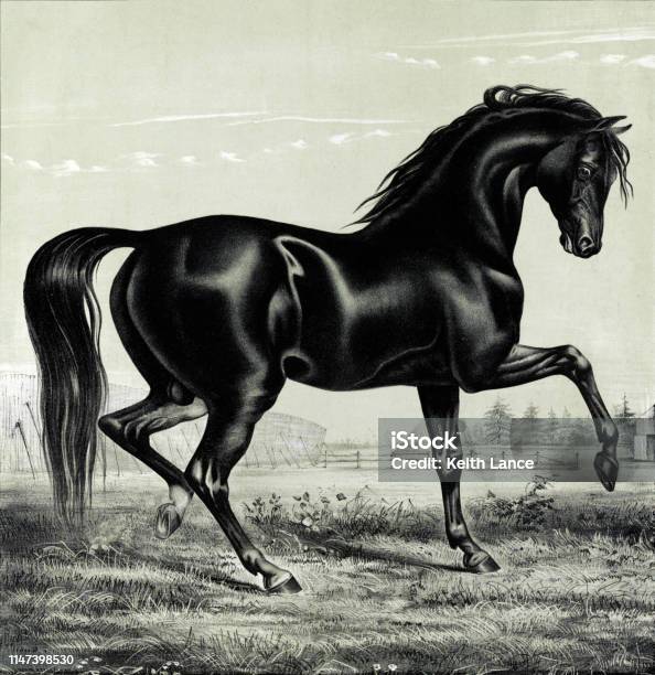 Trotting Black Stallion Stock Illustration - Download Image Now - Horse, Animals In The Wild, Lithograph