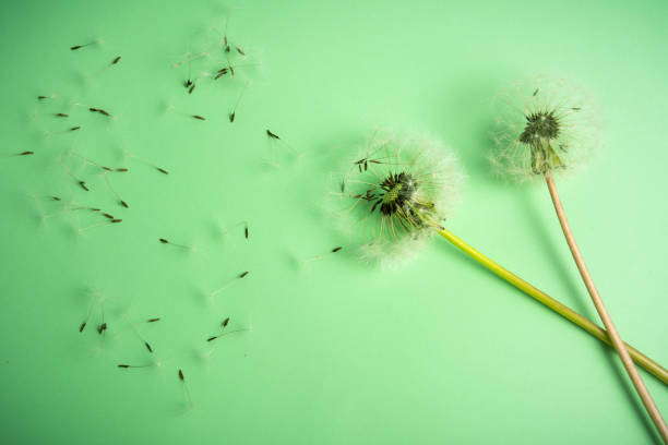 istock Dandelion flowers on green background 1147398905