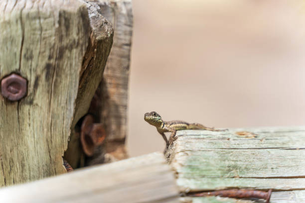 Colorful lizard basking in morning sunshine on wood
