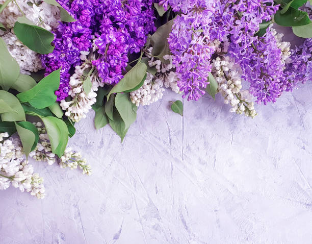istock lilac flower on gray concrete background frame 1147399826