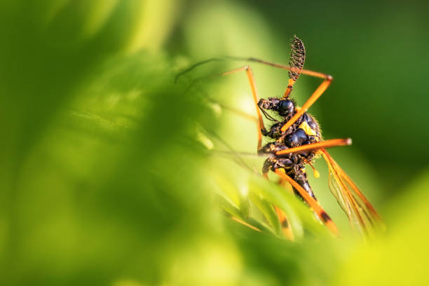 Tanyptera atrata climbing up in a green leaf forest