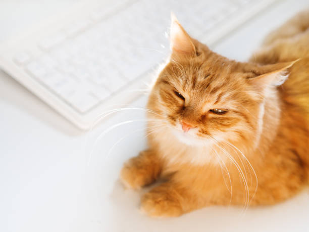 istock Cute ginger cat lying on white table near computer keyboard. Fluffy pet  dozing. Freelance job. Top view. 1147400113