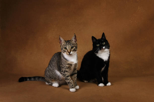 istock Studio shot of a two cats sitting on brown background 1147400384
