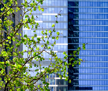 Office building and spring green tree, business concept. Spring in the city