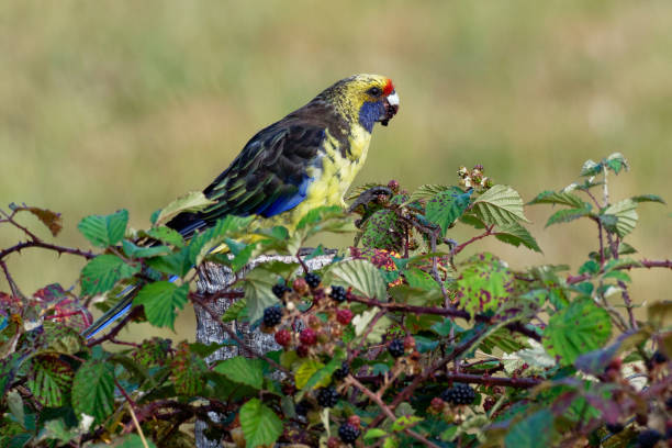 Green Rosella - Platycercus caledonicus or Tasmanian rosella is a species of parrot native to Tasmania and Bass Strait islands Green Rosella - Platycercus caledonicus or Tasmanian rosella is a species of parrot native to Tasmania and Bass Strait islands. tasmanian animals stock pictures, royalty-free photos & images