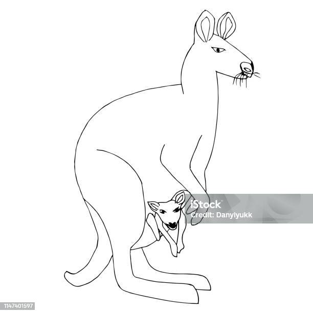 Kangaroo Monochrome Sketch Cartoons Hand Drawn Australian Animal Graphic Object Isolated Design Element Stock Stock Illustration - Download Image Now