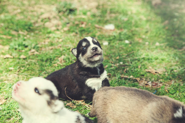 istock dogs in nature 1147403411
